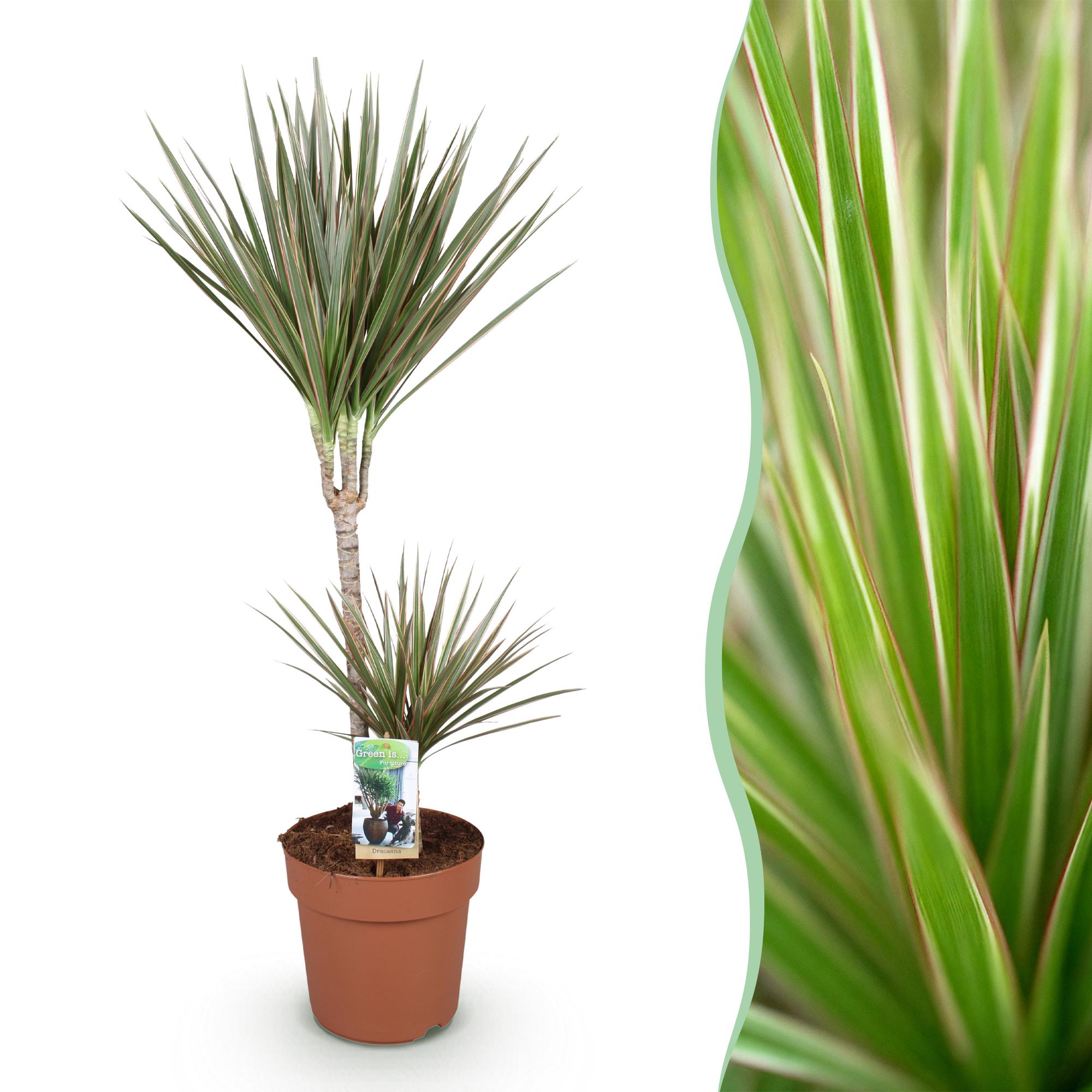 Dracaena Marginata Bicolor – 90-100cm 21cm – Pflegeleichter Drachenbaum in Grün – Braun mit zweifarbigen Blättern für modernes Interieur – Plant