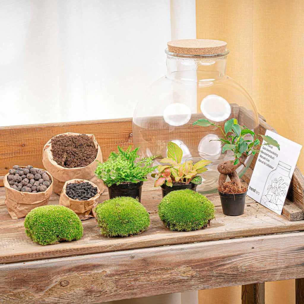 Flaschengarten Terrarium Bolder Bob Bonsai – DIY Bausatz + LED – Mini – Dschungel für Zuhause & Büro – Selbstgestalten & Nachhaltig – Plant
