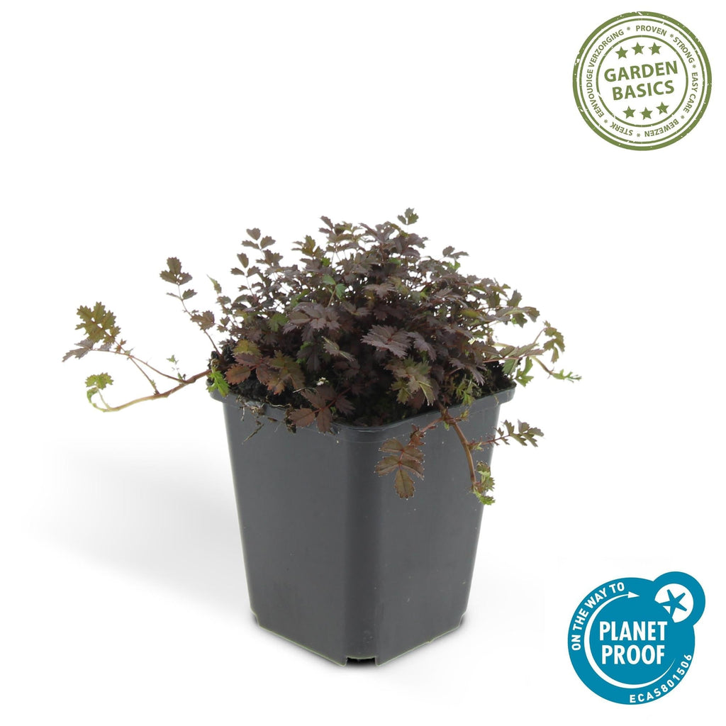 Acaena microphylla 'Kupferteppich' – Bodendecker Ø9cm – Höhe 10-25cm – Flachwachsende, pflegeleichte Pflanze – Für Garten, Steingarten & Wege – Plant