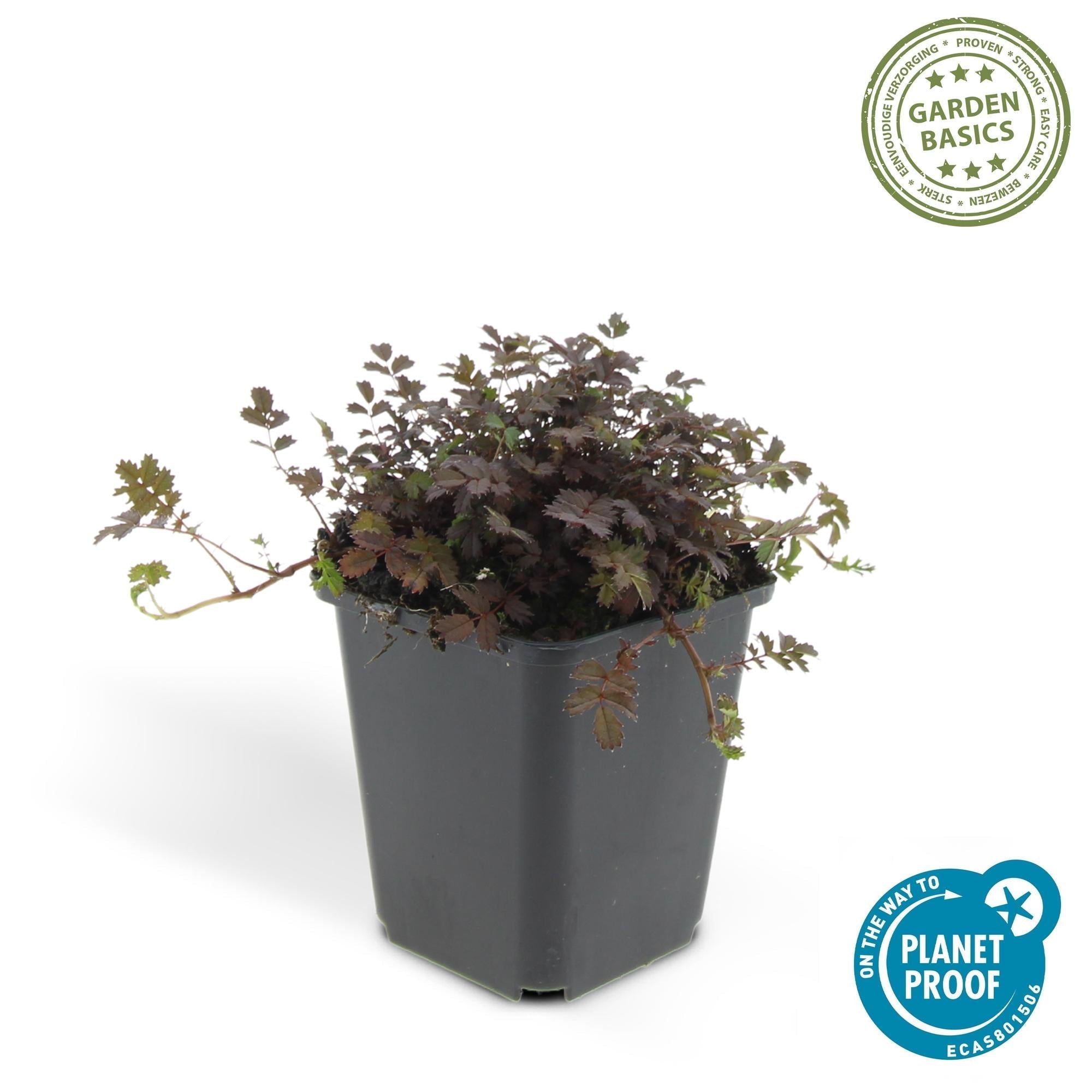 Acaena microphylla 'Kupferteppich' – Bodendecker Ø9cm – Höhe 10-25cm – Flachwachsende, pflegeleichte Pflanze – Für Garten, Steingarten & Wege – Plant