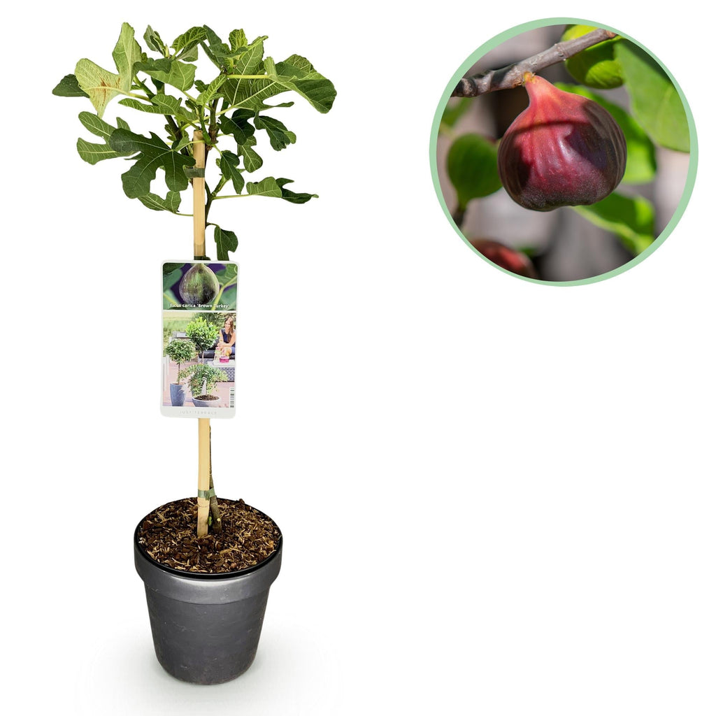 Feigenbaum Ficus carica 'Brown Turkey' – Stamm – Pflanze – Höhe ca. 90cm – Ø19cm – Obstpflanze für Terrasse & Garten – Essbare Früchte – Plant