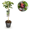 Feigenbaum Ficus carica 'Brown Turkey' – Stamm – Pflanze – Höhe ca. 90cm – Ø19cm – Obstpflanze für Terrasse & Garten – Essbare Früchte – Plant