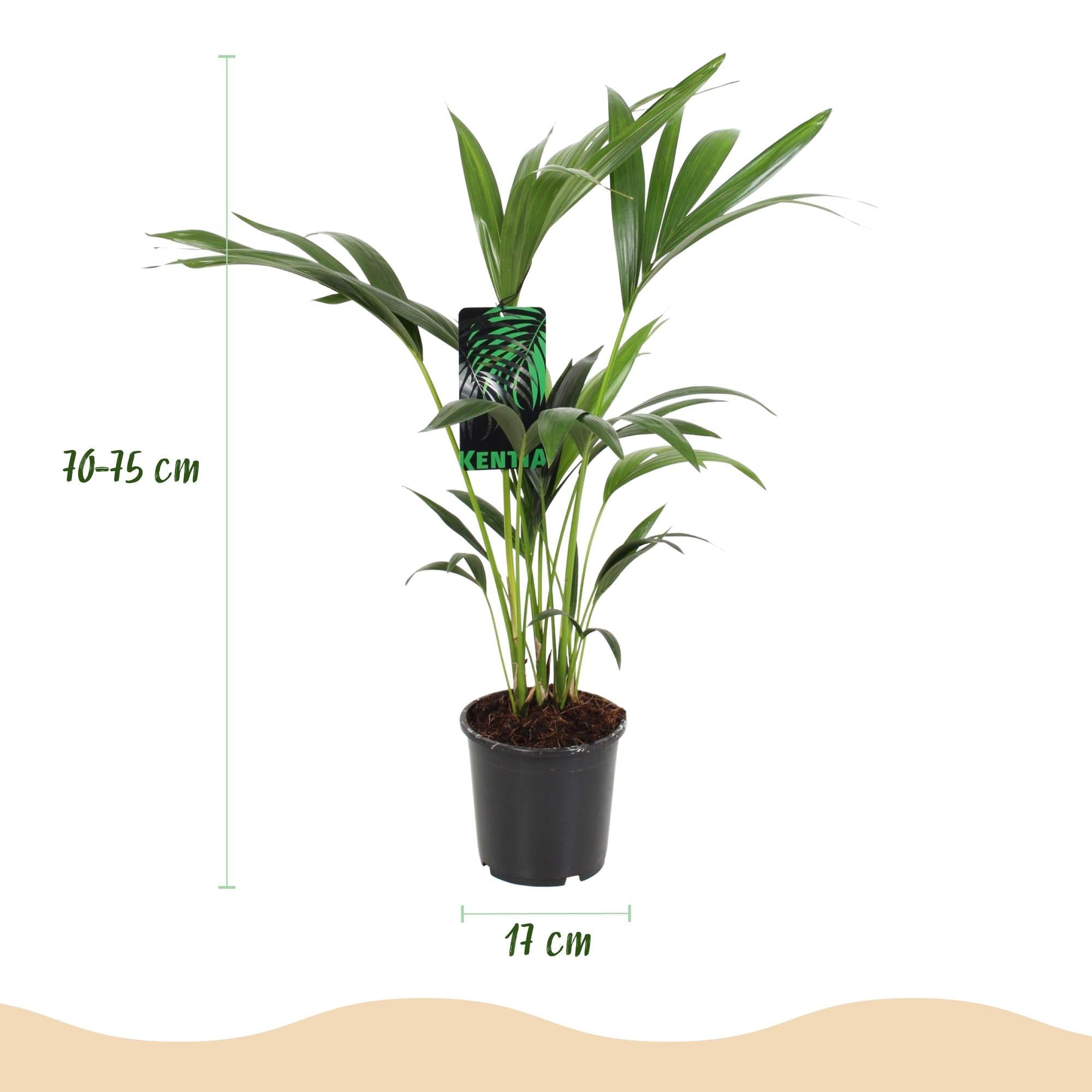 Howea Forsteriana – Kentia – Palme – 70-75cm – 17cm – Pflegeleichte Zimmerpalme mit eleganten Wedeln – Plant