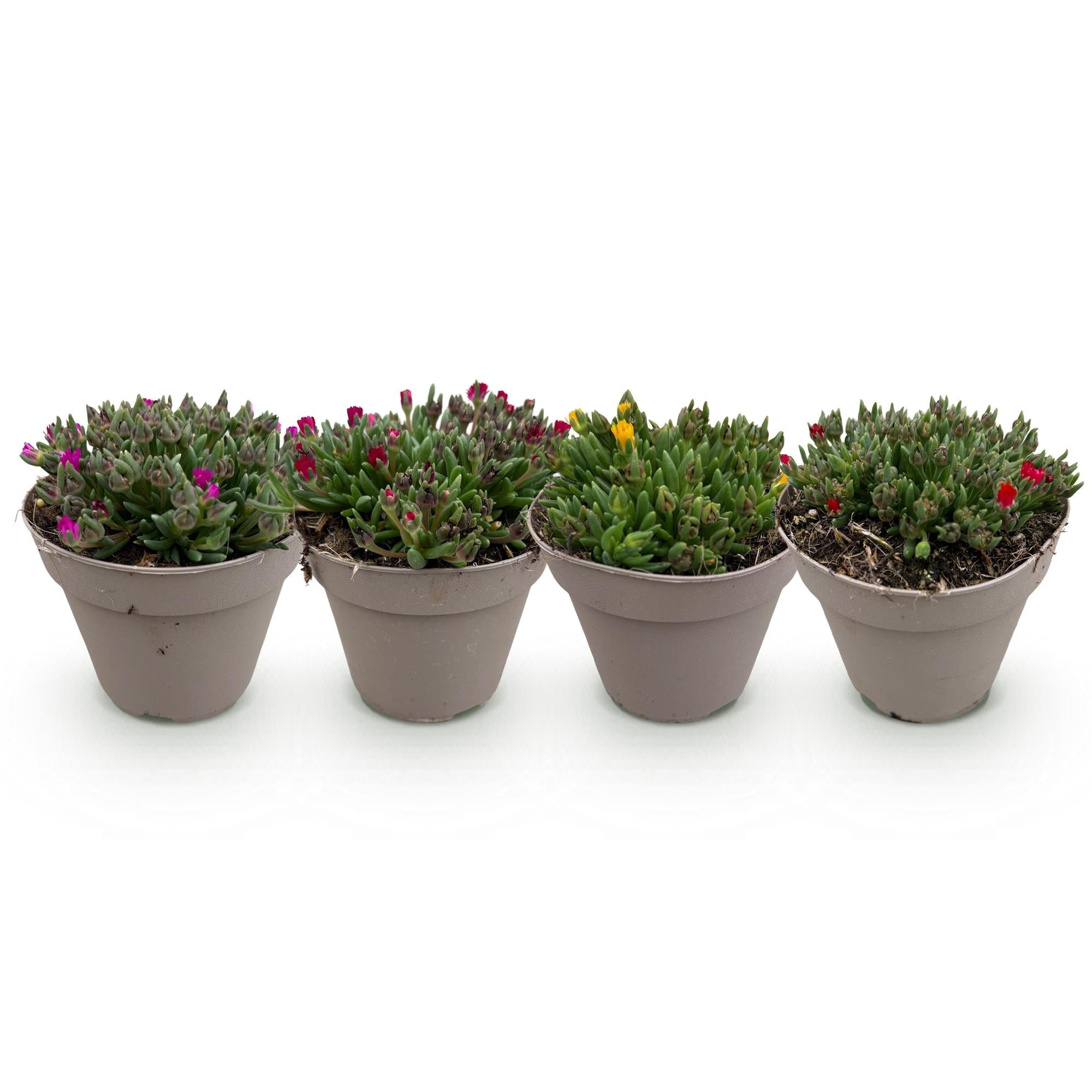 Delosperma Mix – 4 winterharte Bodendeckerpflanzen – Farben Rot, Gelb, Lila & Rosa – Pflegeleichte Blühpflanzen 14cm – 17cm Höhe – Für Beet, Balkon & Terrasse – Plant