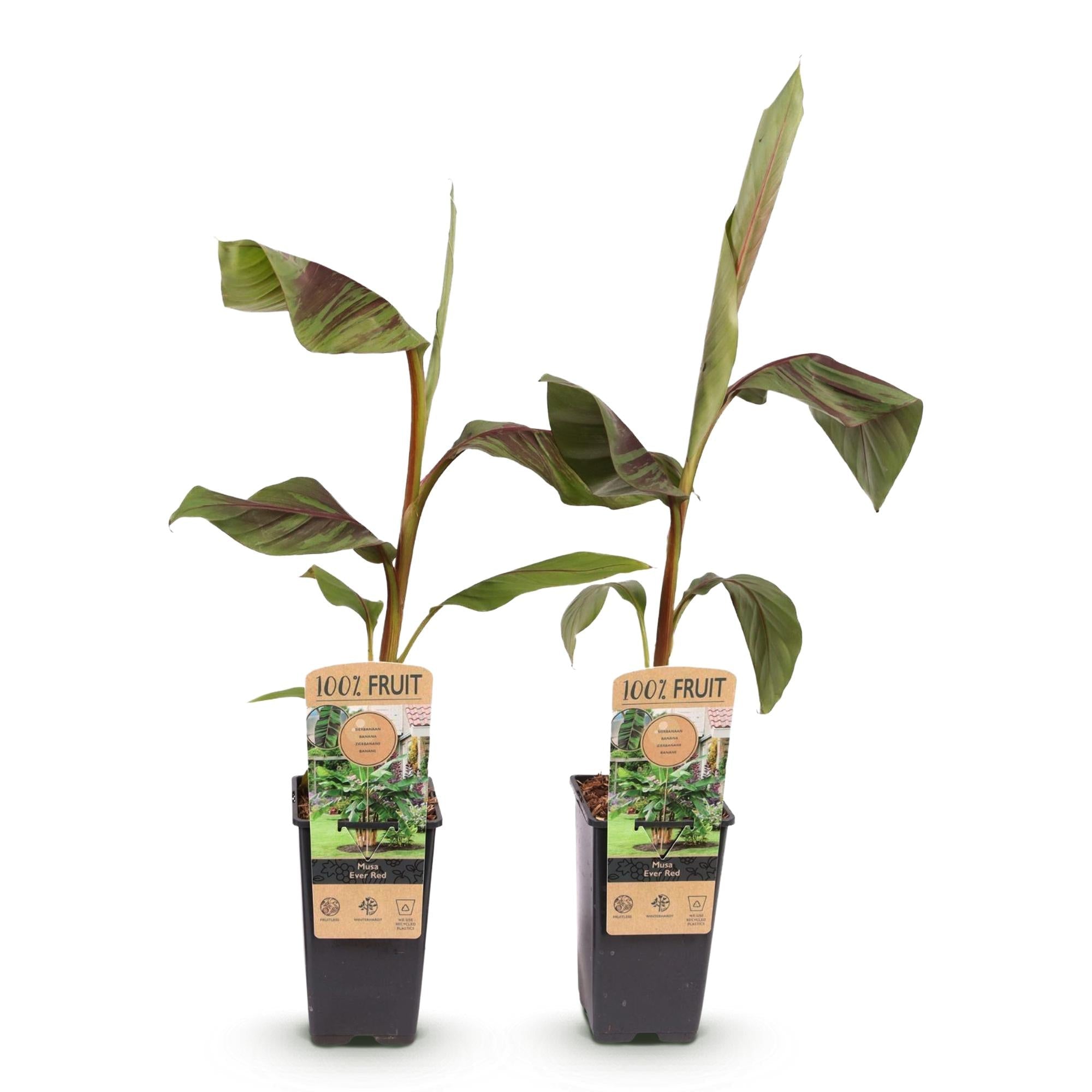 Bananenpflanze Japanische Faserbanane Musa Ever Red – Obstpflanze – Winterhart – 2 Pflanzen – 15cm – Höhe ca. 50cm – Plant