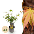Acer palmatum Katsura – 3 Pflanzen – 12cm – Höhe ca. 35cm – Japanischer Ahorn mit goldgelbem Frühlingslaub & orangefarbener Herbstfärbung
