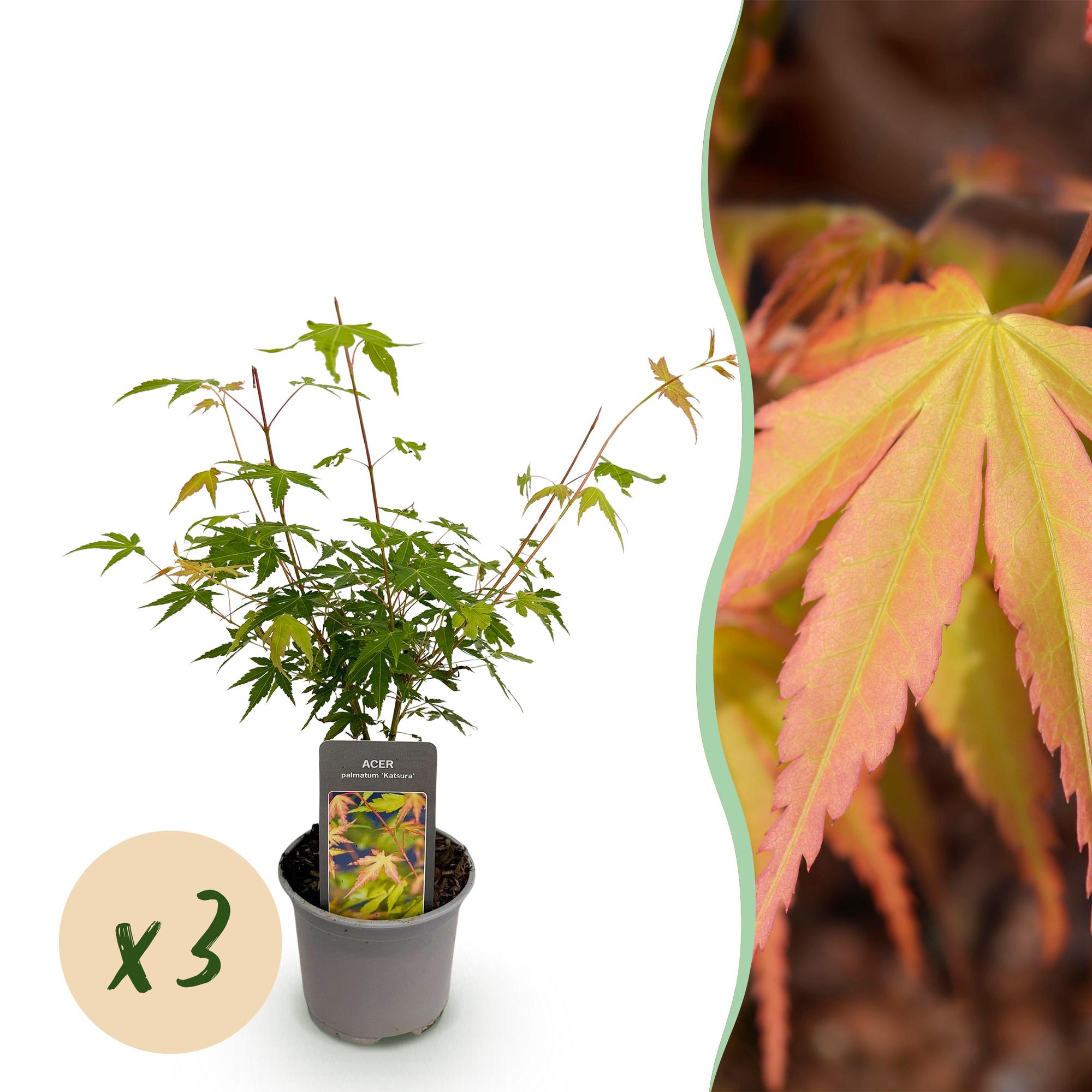 Acer palmatum Katsura – 3 Pflanzen – 12cm – Höhe ca. 35cm – Japanischer Ahorn mit goldgelbem Frühlingslaub & orangefarbener Herbstfärbung