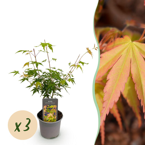 Acer palmatum Katsura – 3 Pflanzen – 12cm – Höhe ca. 35cm – Japanischer Ahorn mit goldgelbem Frühlingslaub & orangefarbener Herbstfärbung