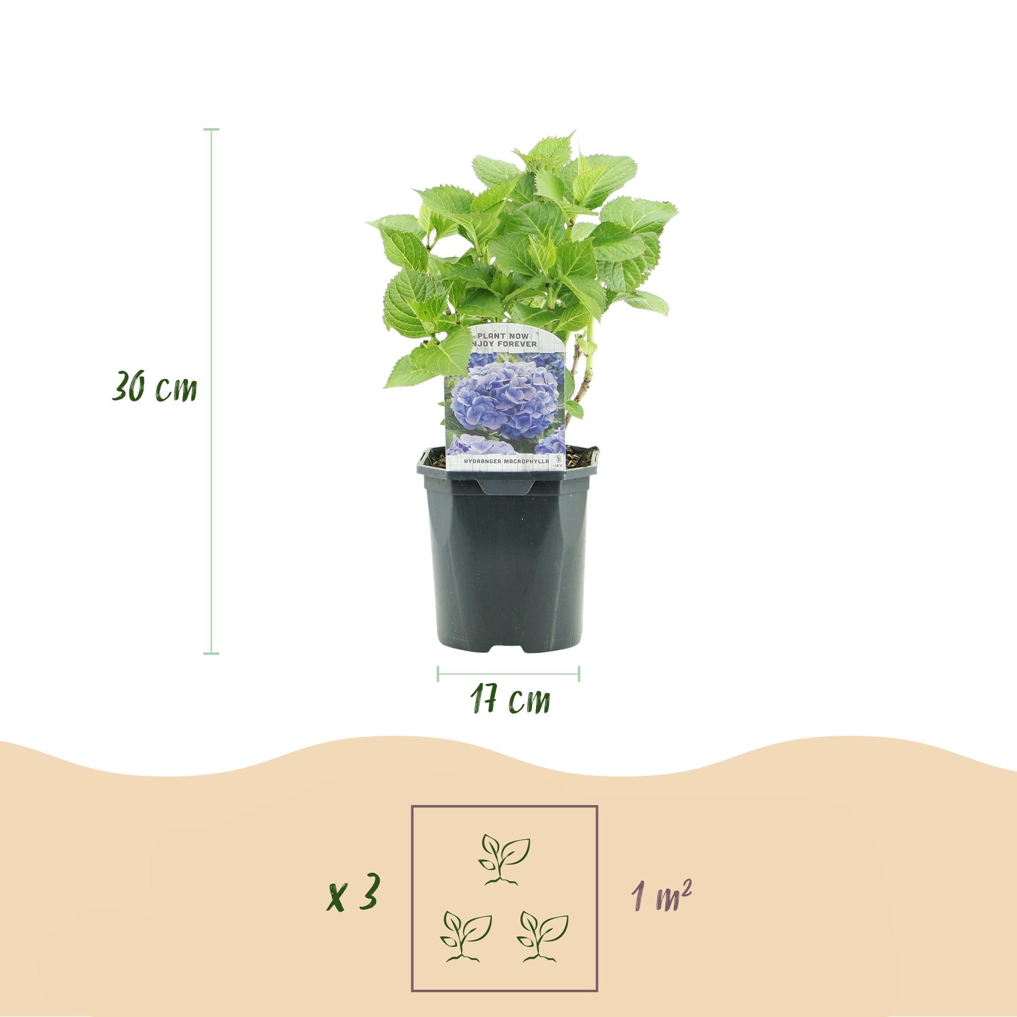 Hortensie Hydrangea macrophylla Blau – Blütezeit Juni bis September – Ø17cm – ↕30cm – Laubabwerfende Gartenpflanze – Pflegeleicht & winterhart – Plant