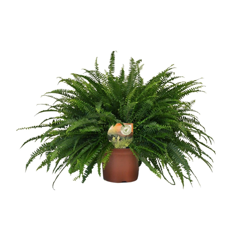 Nephrolepis 'Green Lady' – Bostonfarn Zimmerpflanze – Ø19cm – ca. 60cm hoch – Luftreinigend & pflegeleicht – Plant
