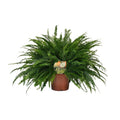 Nephrolepis 'Green Lady' – Bostonfarn Zimmerpflanze – Ø19cm – ca. 60cm hoch – Luftreinigend & pflegeleicht – Plant