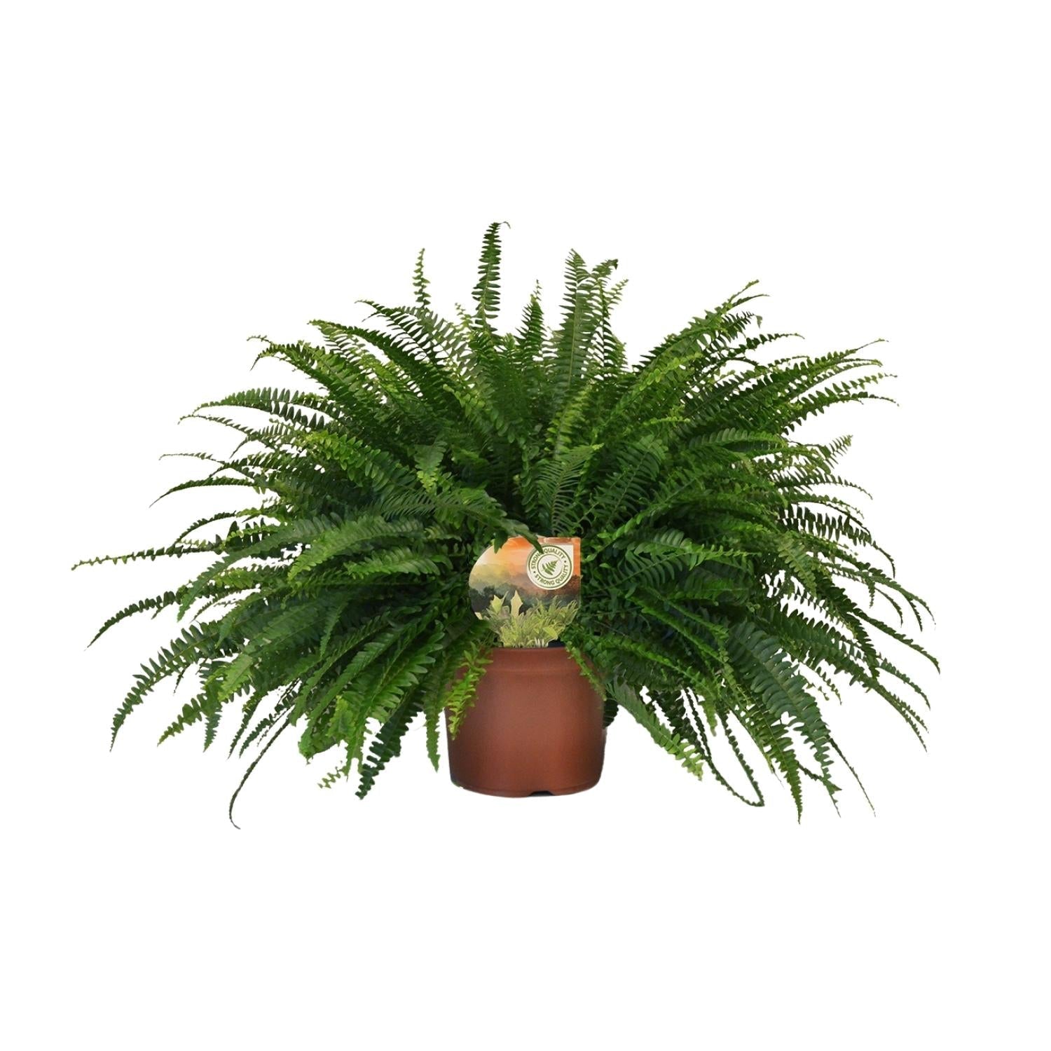 Nephrolepis 'Green Lady' – Bostonfarn Zimmerpflanze – Ø19cm – ca. 60cm hoch – Luftreinigend & pflegeleicht – Plant