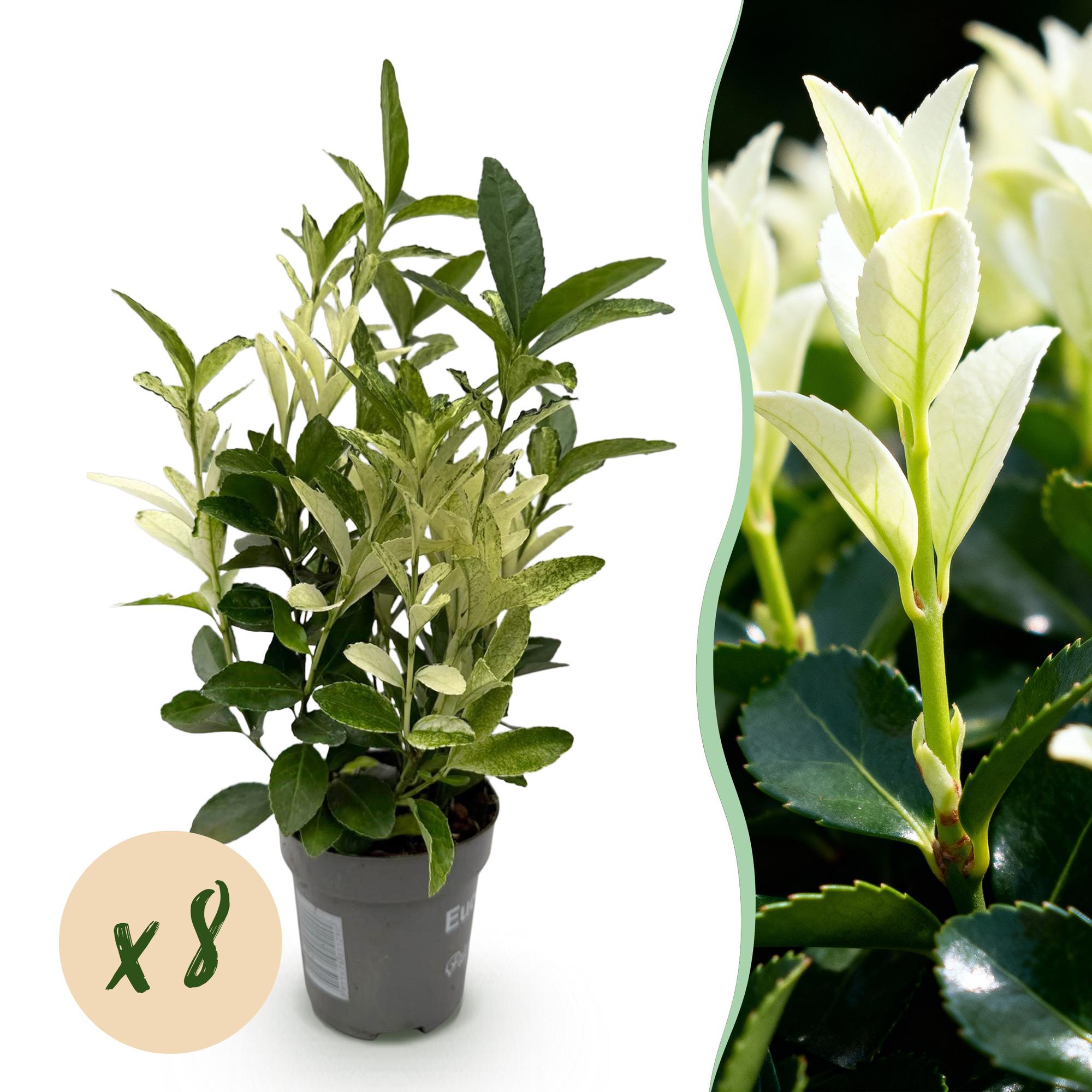 Euonymus japonica Paloma Blanca – 8 Pflanzen für 1 lfm Hecke – Immergrüner Strauch – 9cm – Höhe 30-35cm – Grün