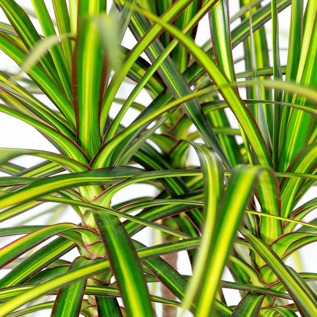 Dracaena Sunray – 70-75cm – 17cm inkl. Naturkorb – Pflegeleichter Drachenbaum – Grün – Gelbes Blattwerk – Plant