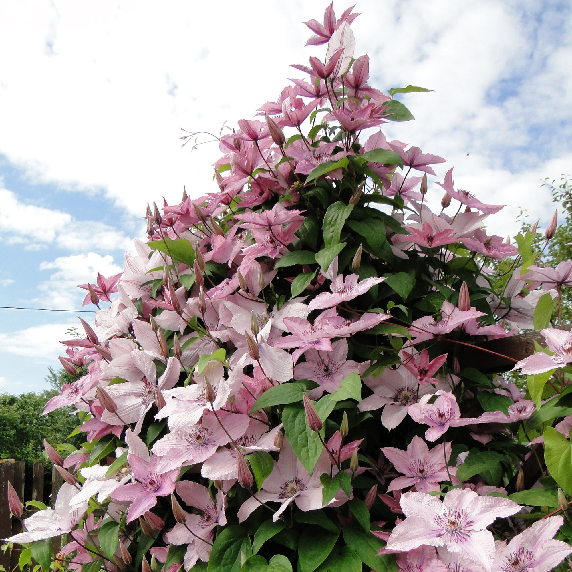 Kletterpflanze Clematis Hagley Hybrid – Rosa Blüten – Wenig Pflege – 2 Pflanzen – 11cm Höhe 40cm – Für Garten, Balkon & Pergolen – Plant