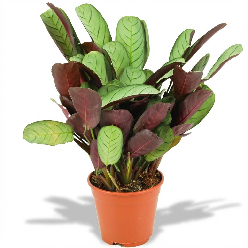 Korbmarante Ctenanthe Amagris Ø14cm Höhe 35-40cm – Gebetspflanze mit grau – grünen Blättern & violetter Unterseite – Plant
