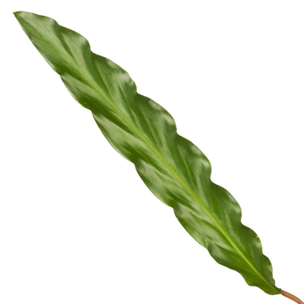 Calathea Elgergrass – Korbmarante – Zimmerpflanze 35cm hoch – Ø12cm – Schmale gewellte Blätter – Pflegeleicht & luftreinigend – Plant