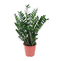 Zamioculcas Glücksfeder – 90cm – Große pflegeleichte Zimmerpflanze Ø21-24cm – Robuste Grünpflanze für Zimmer & Büro – Luftreinigend & dekorativ – Plant