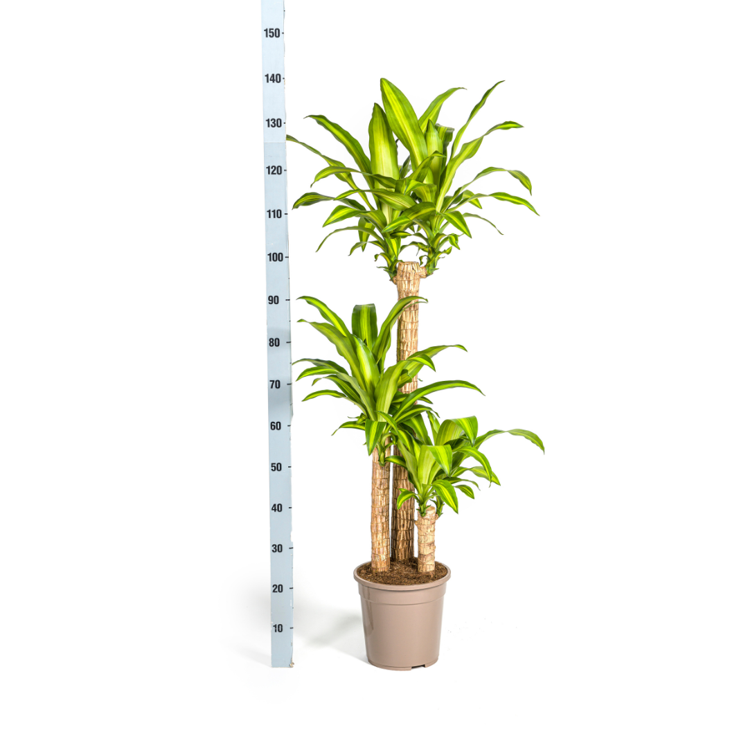 Dracaena Fragrans Massangeana – Drachenbaum – Ø24cm – ↕130-150cm – Zimmerpflanze – Tropisches Grün – Pflegeleicht & dekorativ – Plant