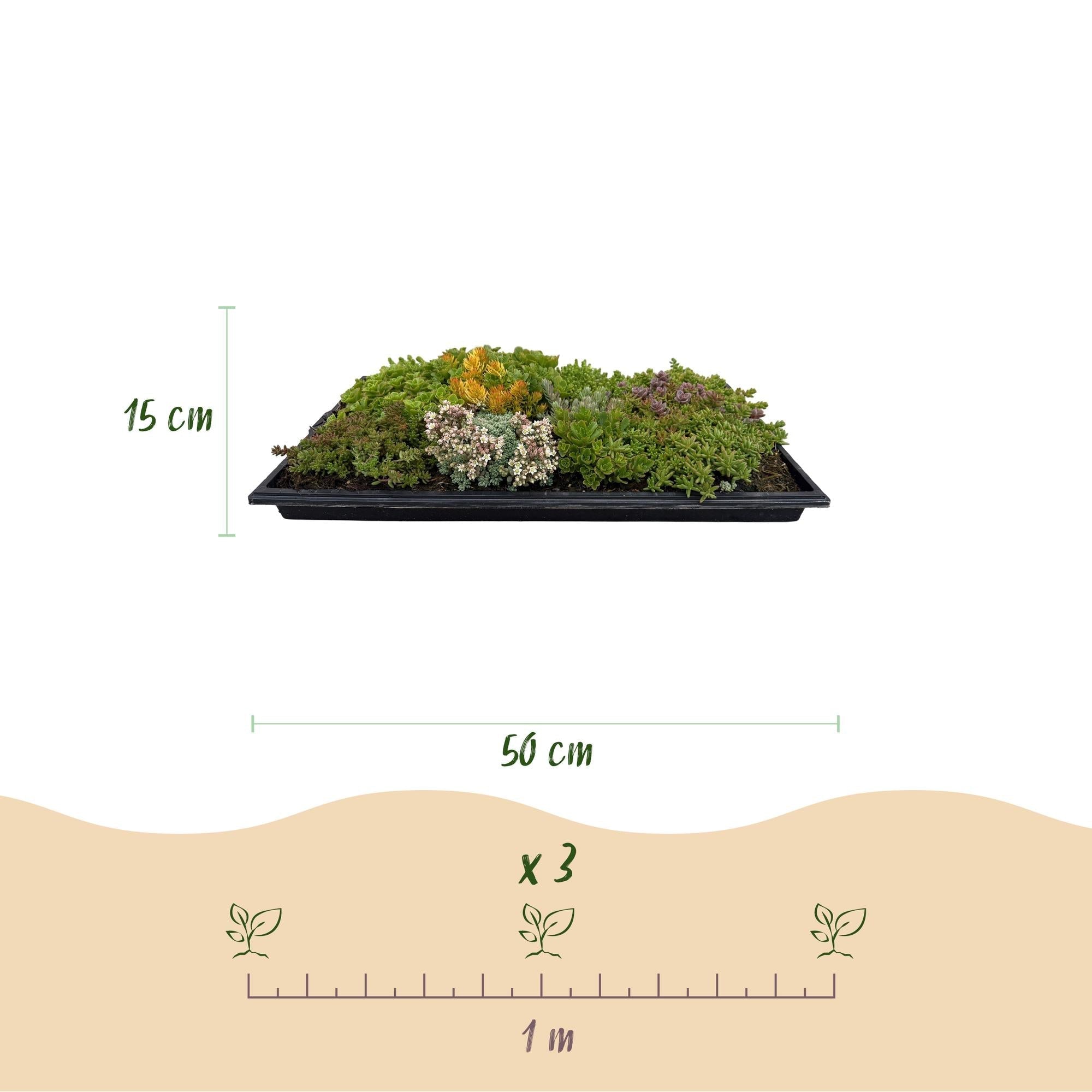 Bodendecker Sedummatte – Winterhart – 2 Vegetationsmatten – 10 Sorten – Pflegeleichte Sukkulentenmatte für Garten, Dachbegrünung & Terrasse – 50x30cm – Plant