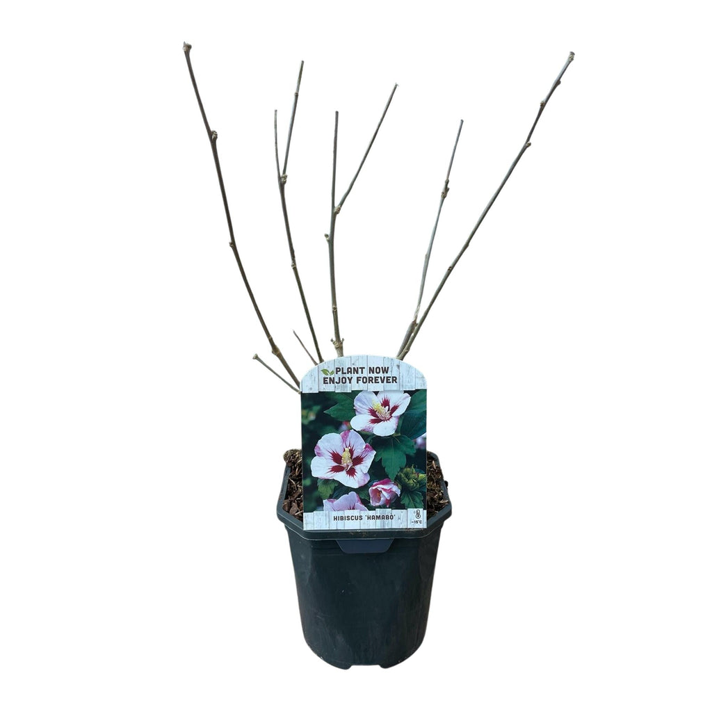 Garteneibisch Hibiscus syriacus Hamabo – Strauch – Blüte Hellrosa – Pflegeleicht – 17cm Höhe 45cm – Für sonnige & halbschattige Standorte – Plant