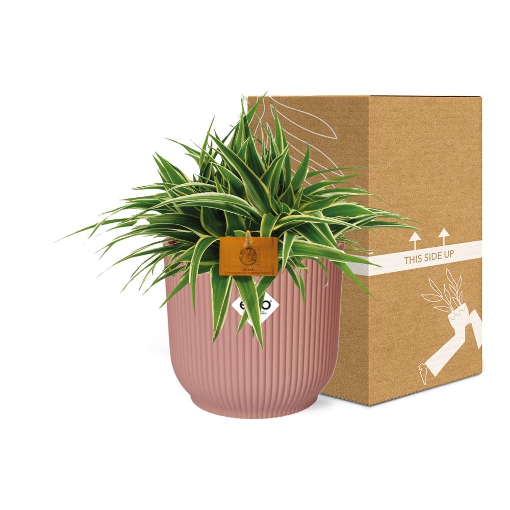 Grünlilie – Chlorophytum Ocean – ca. 15cm Höhe – Zimmerpflanze mit weißen Blattstreifen – luftreinigend & pflegeleicht – Topfgröße Ø16cm – Plant