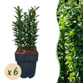 Japanischer Spindelstrauch Euonymus japonicus Green Spire – Heckenpflanze – Blatt Grün – 6 Pflanzen – 1 Meter – Immergrün – 17cm Höhe 40cm – Plant