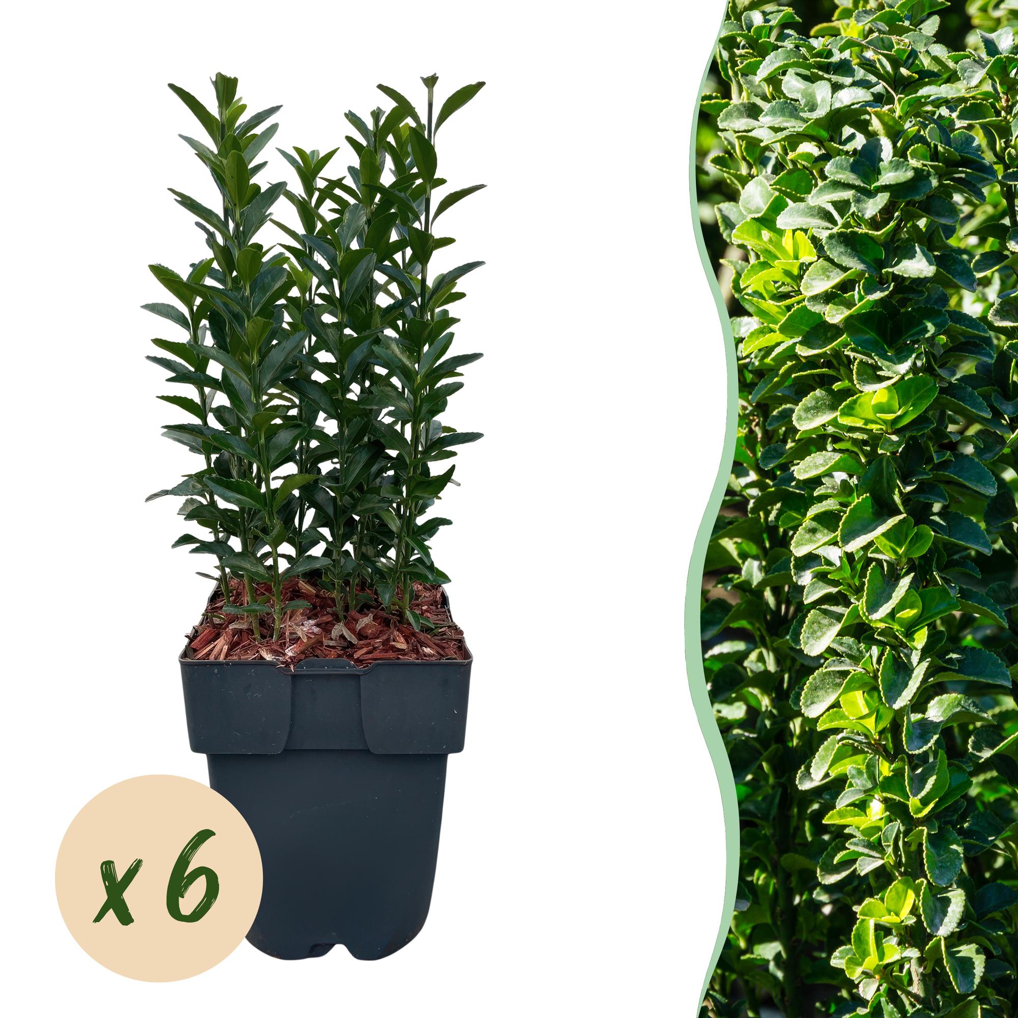 Japanischer Spindelstrauch Euonymus japonicus Green Spire – Heckenpflanze – Blatt Grün – 6 Pflanzen – 1 Meter – Immergrün – 17cm Höhe 40cm – Plant