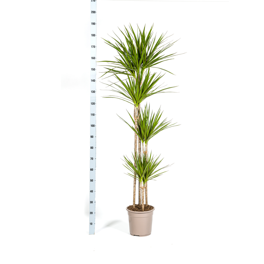 Drachenbaum Dracaena Marginata Green – Große Zimmerpflanze – Ø27cm – 170-190cm hoch – Schlanke dunkelgrüne Blätter – Moderner Urban Jungle Klassiker – Plant