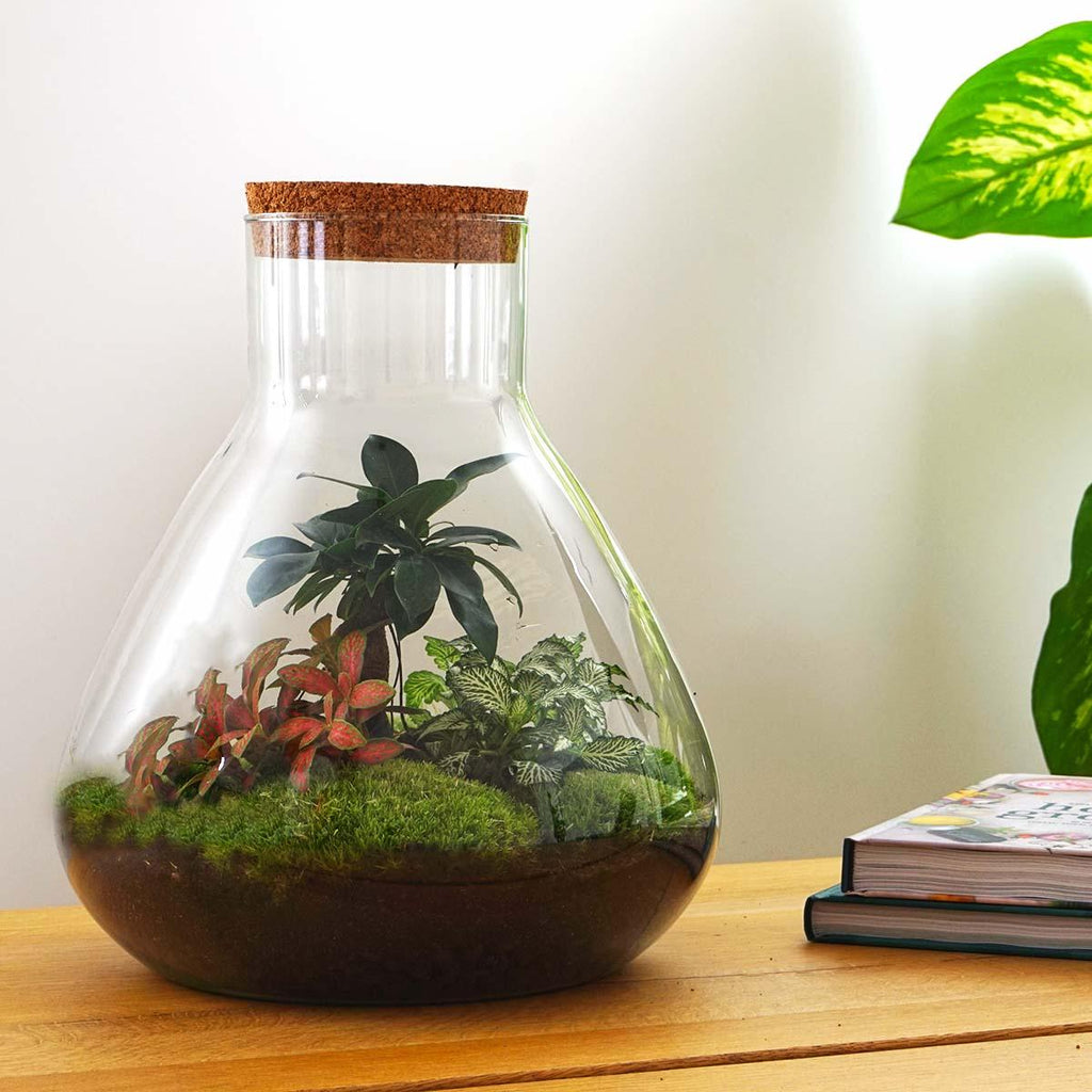 Flaschengarten Terrarium Sam XL Bonsai – DIY Bausatz – 35cm Hoch – Ø30cm – Selbstgebautes Mini – Ökosystem mit Ficus – Ginseng – Bonsai & Fittonia – Plant