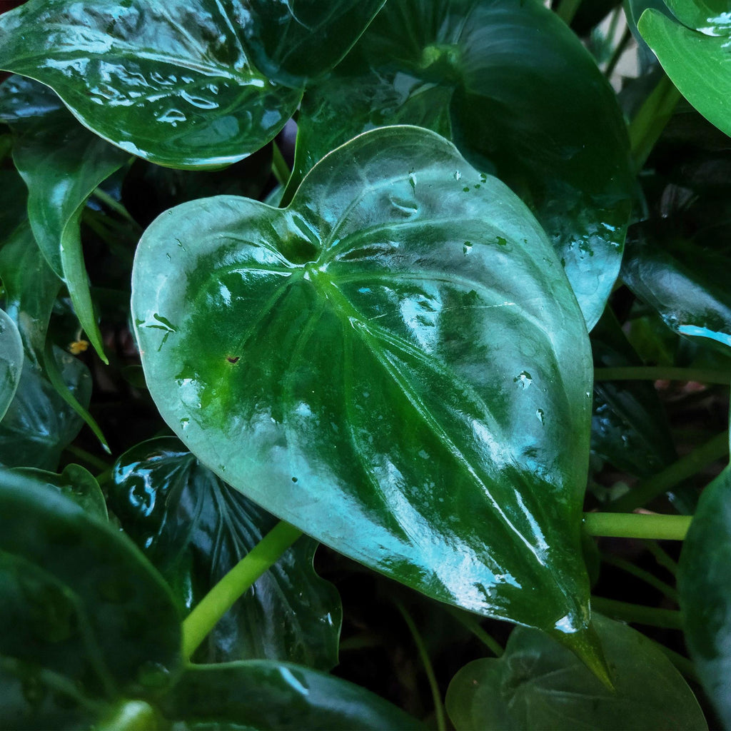 Alocasia Cucullata Buddha – Hand Zimmerpflanze mit grauem Topf Ø21cm Höhe 65-70cm Pflegeleichte exotische Grünpflanze für Wohnzimmer Büro Schlafzimmer