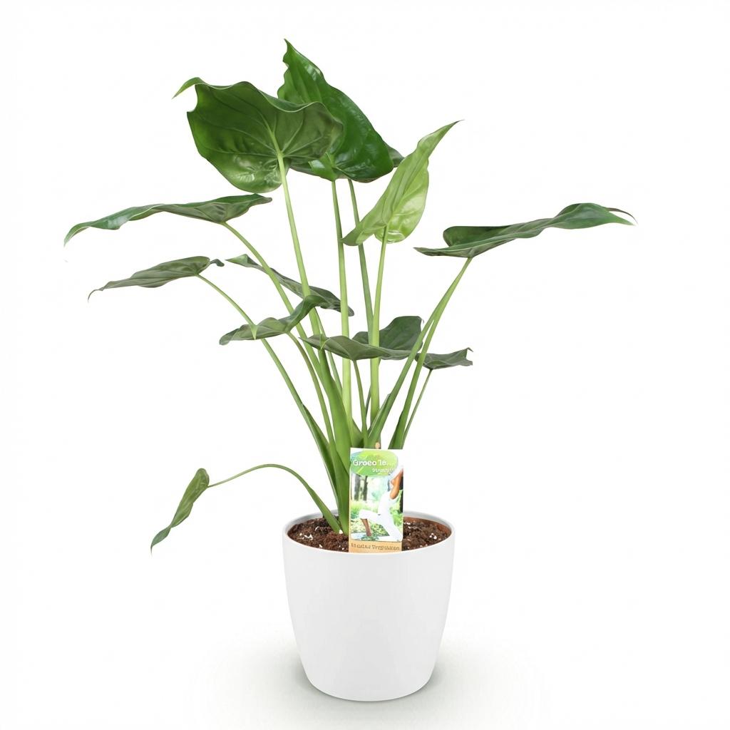 Alocasia Cucullata Buddha – Hand Zimmerpflanze mit weißem Topf Ø21cm Höhe 65-70cm Pflegeleichte exotische Grünpflanze für Wohnzimmer Büro Schlafzimmer
