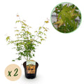Japanischer Ahorn – Acer palmatum Katsura – 2 Pflanzen – Orange Herbstfärbung – je ca. 70cm hoch – im 19cm Topf – Balkonpflanze & Zierbaum – Plant