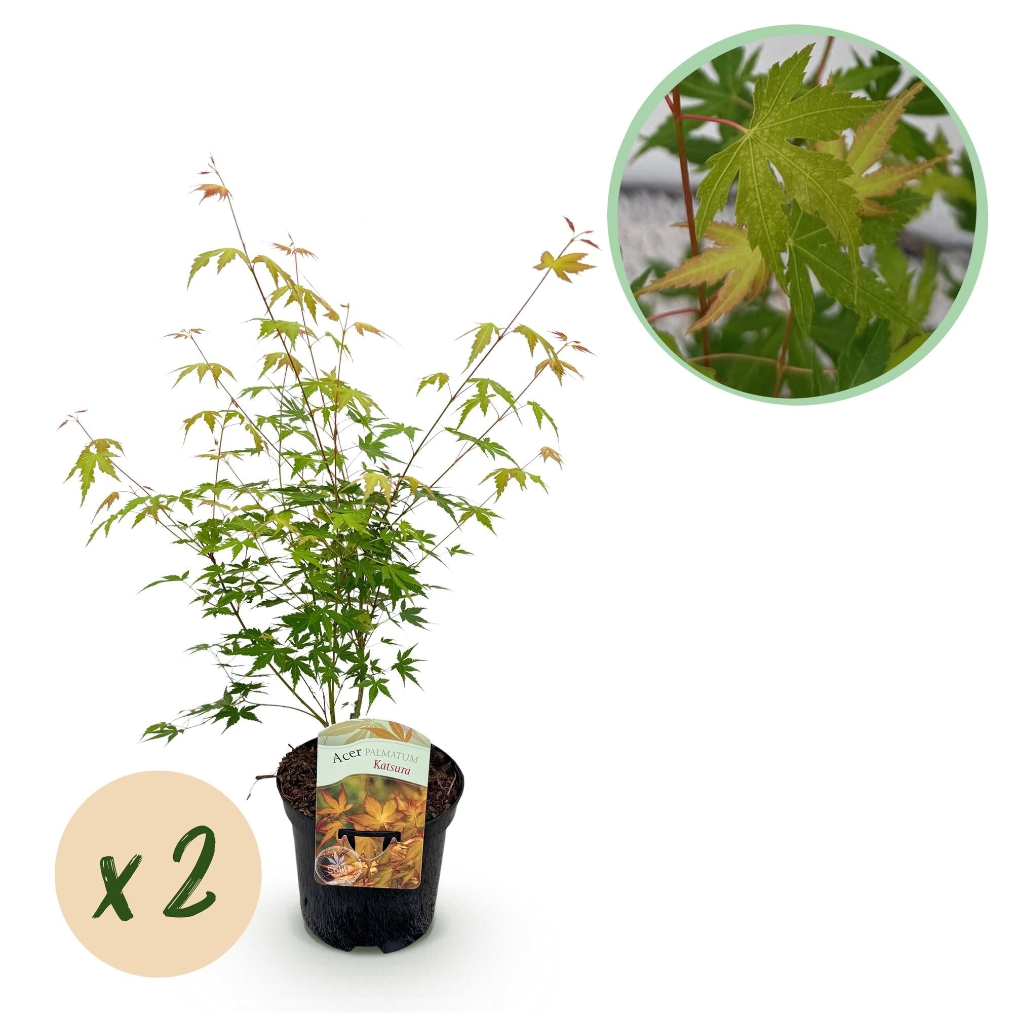 Japanischer Ahorn – Acer palmatum Katsura – 2 Pflanzen – Orange Herbstfärbung – je ca. 70cm hoch – im 19cm Topf – Balkonpflanze & Zierbaum – Plant