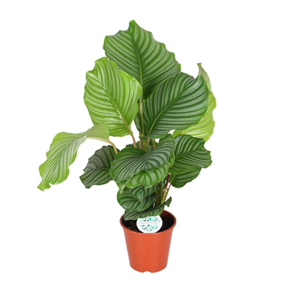 Korbmarante Calathea Orbifolia – Zimmerpflanze – Ø17cm ↕60cm – Tropische Blattschmuckpflanze mit silbergrünen Mustern – Plant