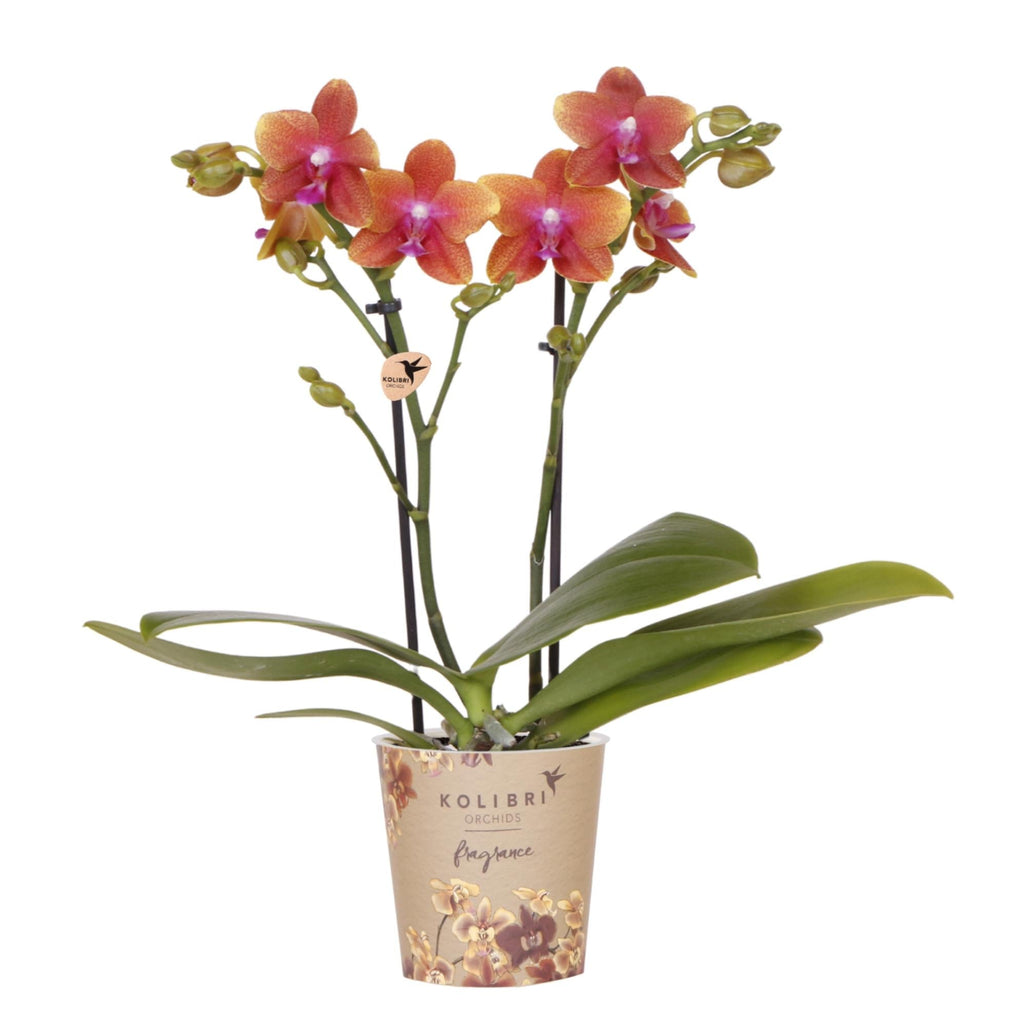 Duftende Phalaenopsis – Orchidee Fragrance – Orange – Ø9cm – Blühende Zimmerpflanze mit Duft – Frisch vom Züchter – Für helle Innenräume – Plant