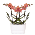 Orchideen – Set Diabolo Twin White – 2x orange Bolzano Orchidee Ø9cm – weißer Doppel – Übertopf – Farbverlauf Orange bis Rosa