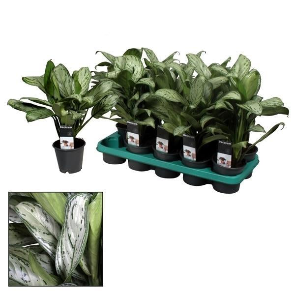 Aglaonema 'Maria Christina' (Decorum) – Kolbenfaden – Zimmerpflanze – Ø17cm – Höhe ca. 50cm – Pflegeleicht & luftreinigend – Plant