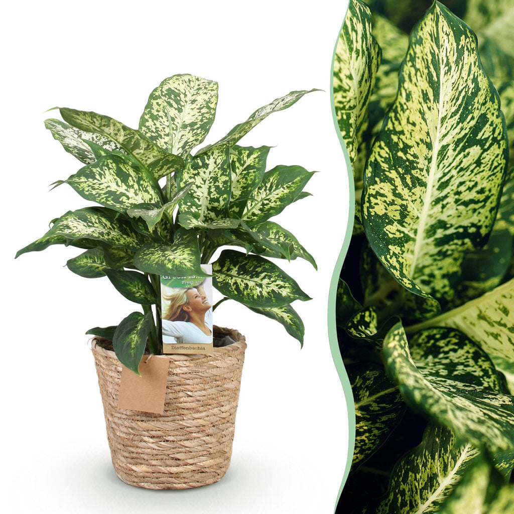 Dieffenbachia Compacta – 45-50cm – 17cm inkl. Naturkorb – Pflegeleichte bunte Zimmerpflanze – Marmoriertes Blattwerk – Plant