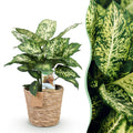 Dieffenbachia Compacta – 45-50cm – 17cm inkl. Naturkorb – Pflegeleichte bunte Zimmerpflanze – Marmoriertes Blattwerk – Plant