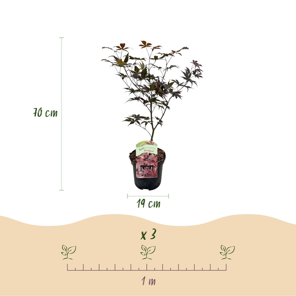 Japanischer Ahorn Acer palmatum Bloodgood – Balkonpflanze – Rot – Laubabwerfend – 19cm – Ca. 70cm hoch – Für Beet, Terrasse & Balkon – Plant