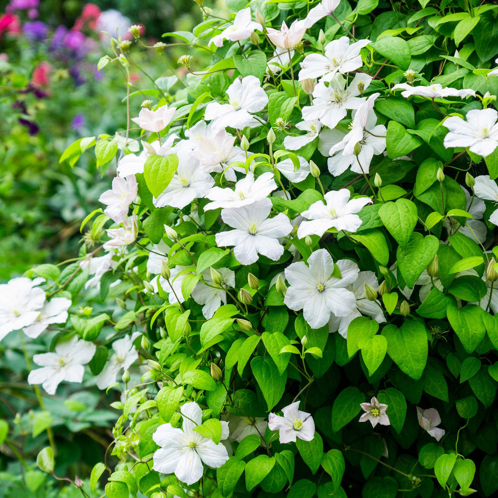Kletterpflanze Clematis Madame Le Coultre – Cremig weiße Blüten – Wenig Pflege – 2 Pflanzen – 11cm Höhe 40cm – Für Garten, Terrasse & Pergolen – Plant