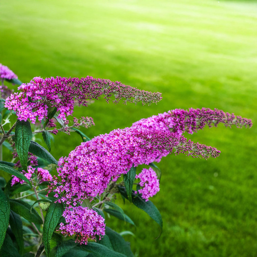 Schmetterlingsstrauch Buddleja davidii Pink Delight – Rosa Blüten – Schmetterlingsfreundlich – Laubabwerfend – 17cm x H25cm – Pflegeleicht – Plant