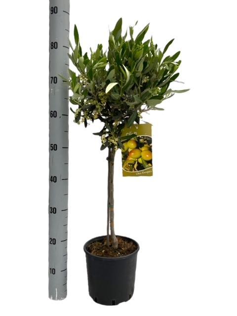 Olivenbaum – Olea Europaea – Zimmer – & Terrassenpflanze – Ø19cm – 90cm hoch – Mediterraner Stammbaum mit Kugelkrone – Für drinnen & draußen – Plant