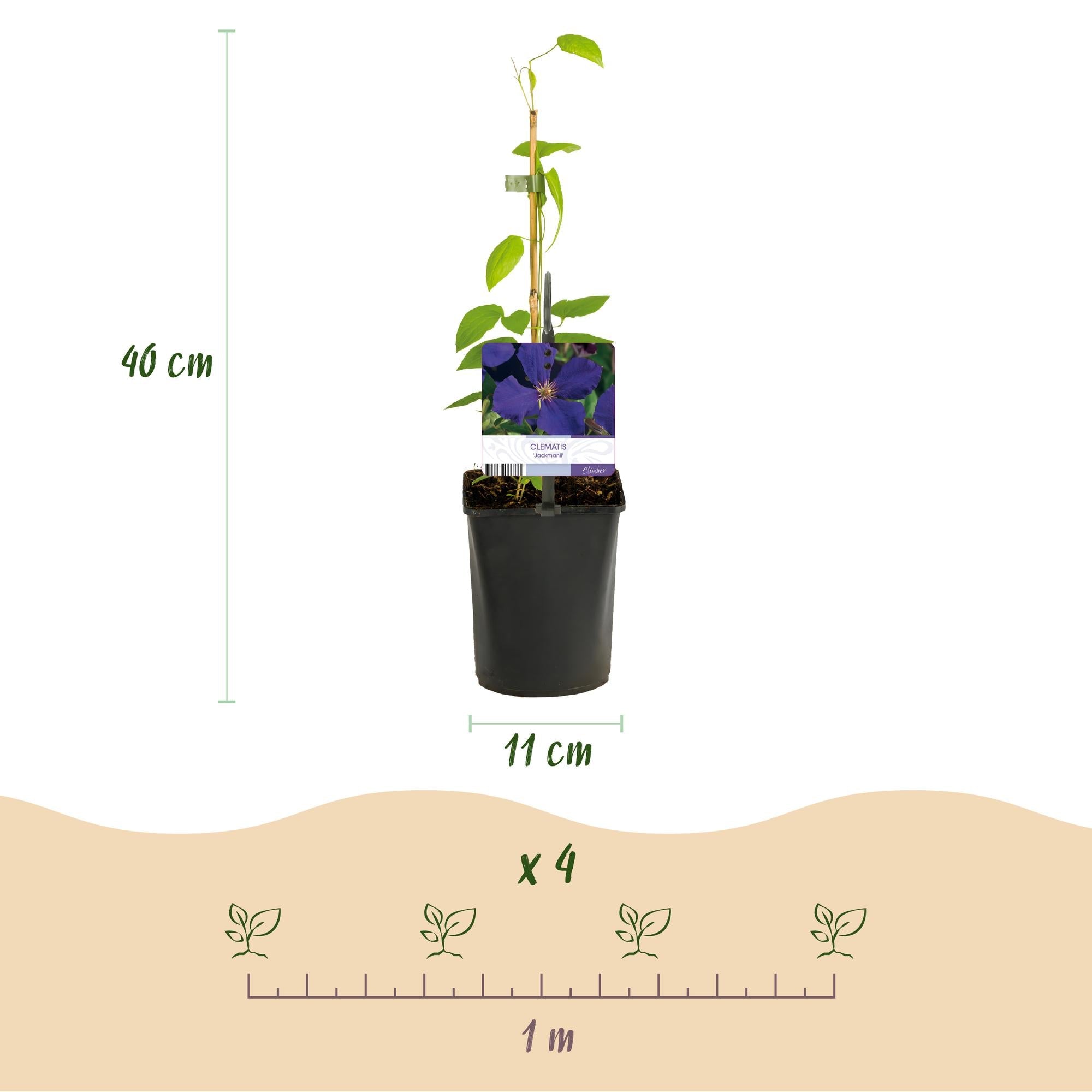 Kletterpflanze Clematis Jackmanii – Tiefviolette Blüten – Wenig Pflege – 2 Pflanzen – 11cm Höhe 40cm – Für Garten, Balkon & Pergolen – Plant