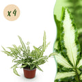 Pteris cretica Albolineata – 4 Pflanzen Set – Ø12cm Höhe 28-30cm – Flügelfarn mit weißer Blattzeichnung – Haustierfreundliche Zimmerpflanze