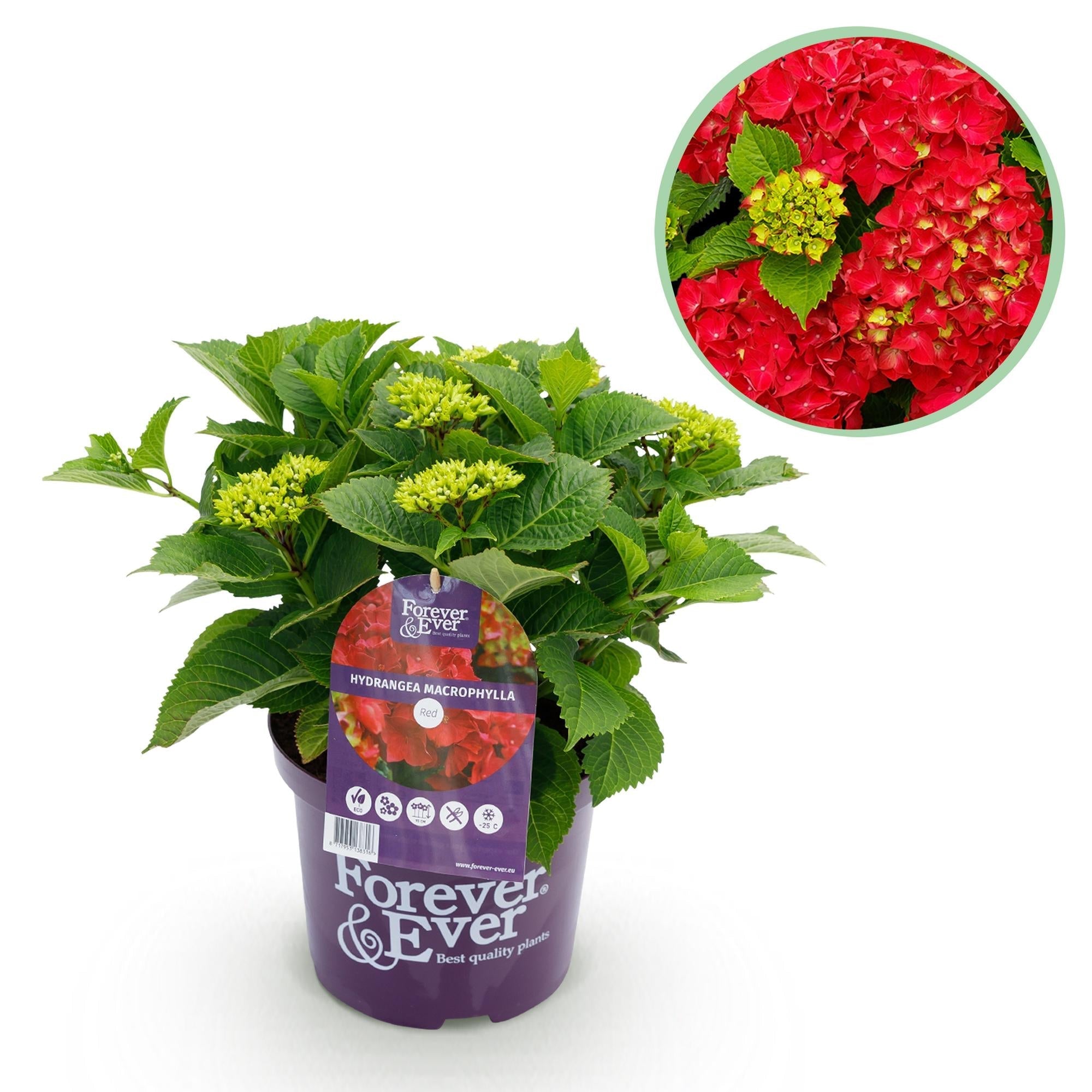 Hortensie Forever & Ever – Hydrangea macrophylla – Rot – Balkonpflanze – 7-12 Blüten – 23cm 55cm hoch – Für Terrasse, Balkon & Beet – Pflegeleicht – Plant