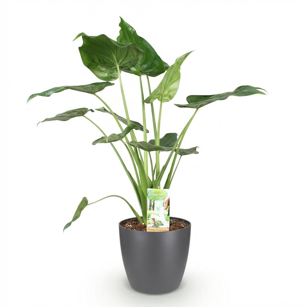 Alocasia Cucullata Buddha – Hand Zimmerpflanze mit grauem Topf Ø21cm Höhe 65-70cm Pflegeleichte exotische Grünpflanze für Wohnzimmer Büro Schlafzimmer