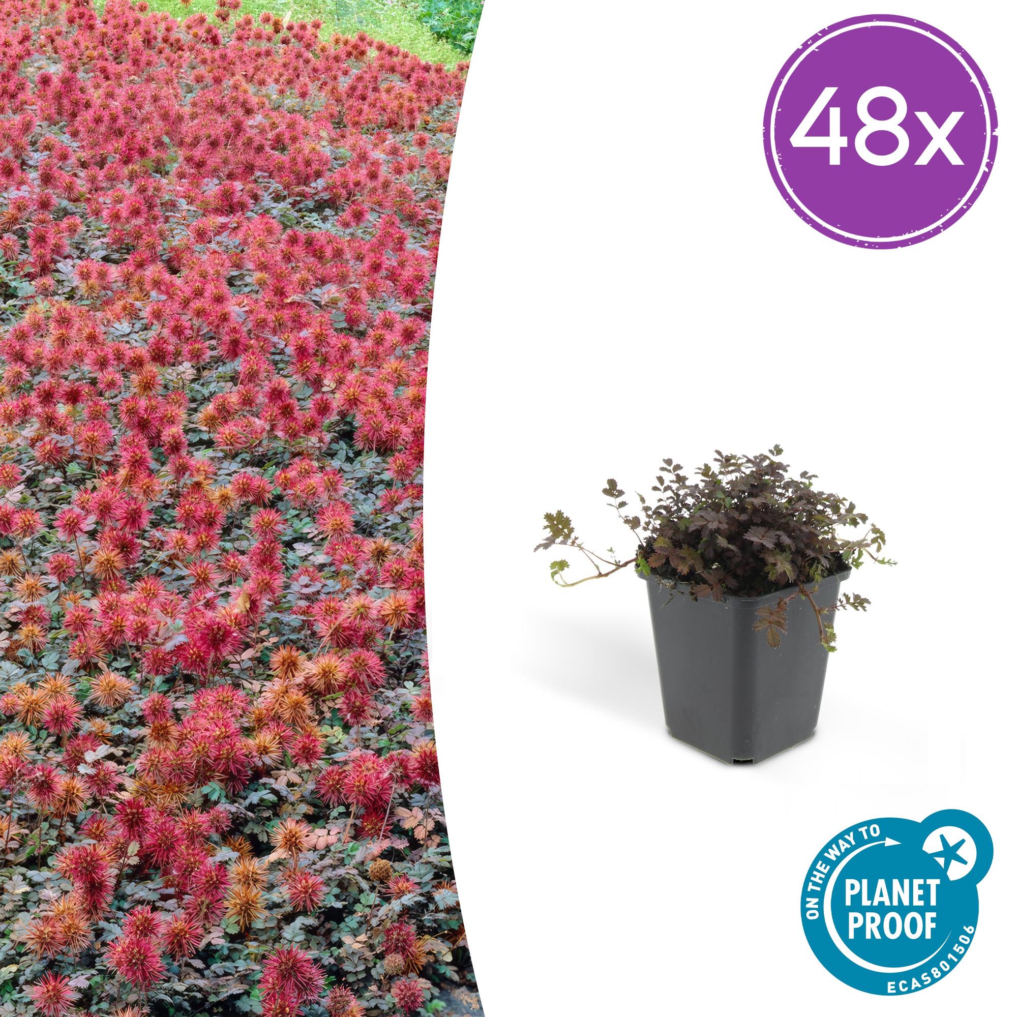 Acaena microphylla 'Kupferteppich' – 48 Pflanzen – ↕10-25cm – Ø9cm – Bodendecker – Flachwachsend & Robust – Steingarten & Wege – Pflegeleicht – Plant