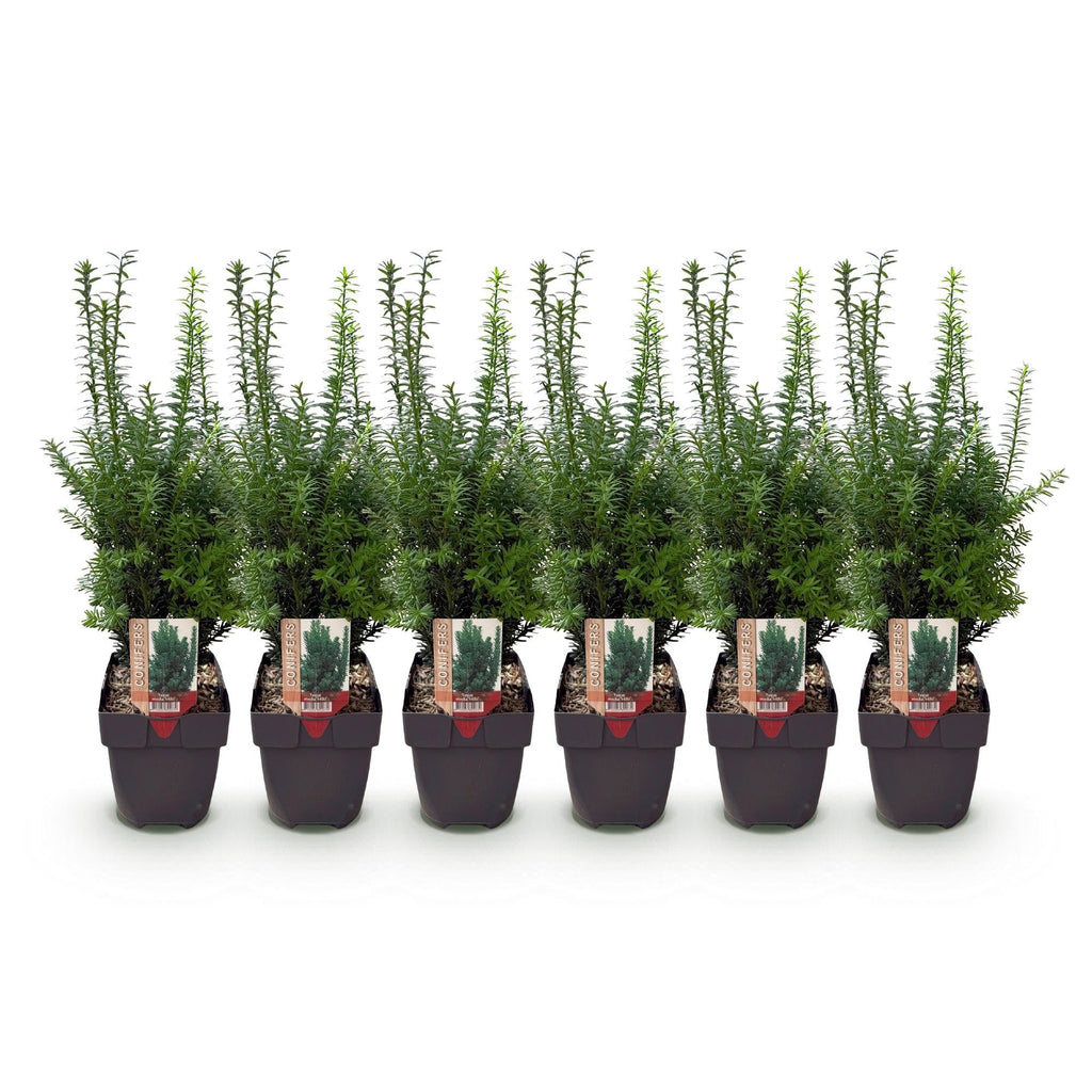 Taxus media Hillii – 6 Pflanzen für 1 Meter Hecke – Immergrün & winterhart – Eibe für dichte, schnittfeste Hecken – Ø17cm – Höhe ca. 60cm – Plant
